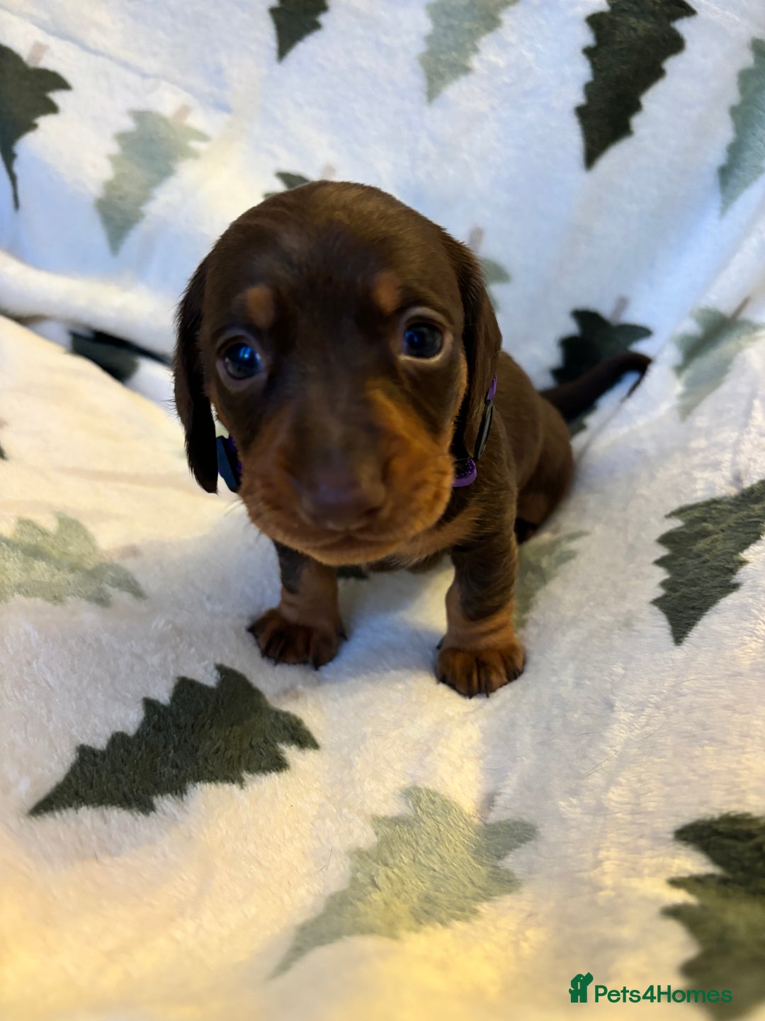 Miniature Dachshund dogs for sale: Last 2 Miniature Dachshund Pups Ready 23rd Dec! - Advert 34
