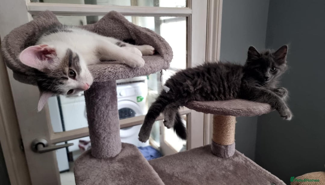 Mixed Breed cats for sale: Loving kittens for sale - Image 8
