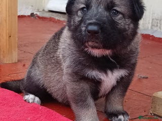 Mixed Breed dogs - Advert 13