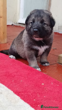 Mixed Breed dogs - Advert 6
