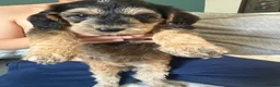 Labradoodle dogs for sale: Beautiful Aussie labradoodles  - Advert 9