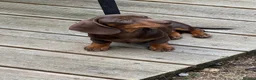 Dachshund dogs for sale:  LAST 3 Unique Dachshund Miniature KC Pups - Advert 8
