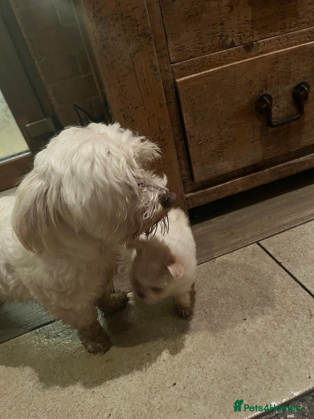 Bichon Frise dogs for sale: 4 Bichone Frise Maltese for sale - Advert 6