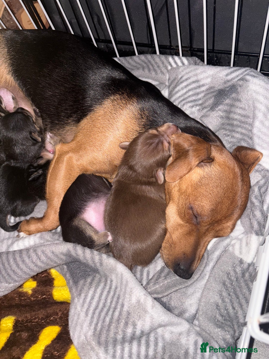 Jack Russell dogs for sale: Beautiful Jacks for sale - Advert 3