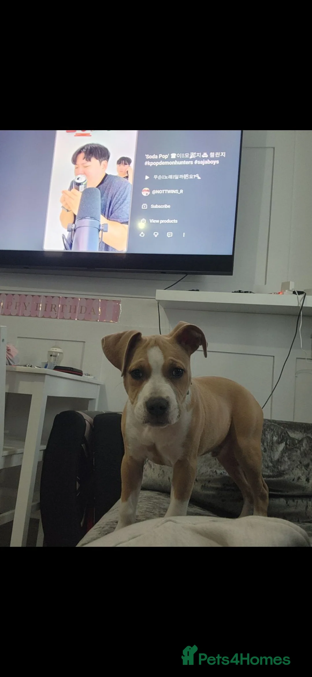 Mixed Breed dogs for sale: Mr  **   in Potters Bar - Advert 4