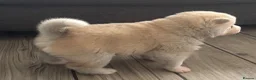 Pomsky dogs for sale: Stunning fluffy pomsky puppies  in Chinnor - Advert 6