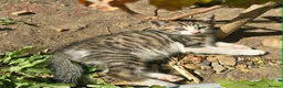 Domestic Shorthair cats for sale: Adorable kittens in London - Advert 8