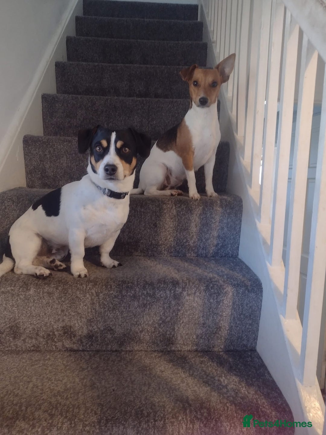 Jack Russell dogs for sale: 3 boys 1 girl - Image 9