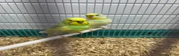 Budgerigars birds for sale: Male and female budgie  - Advert 2