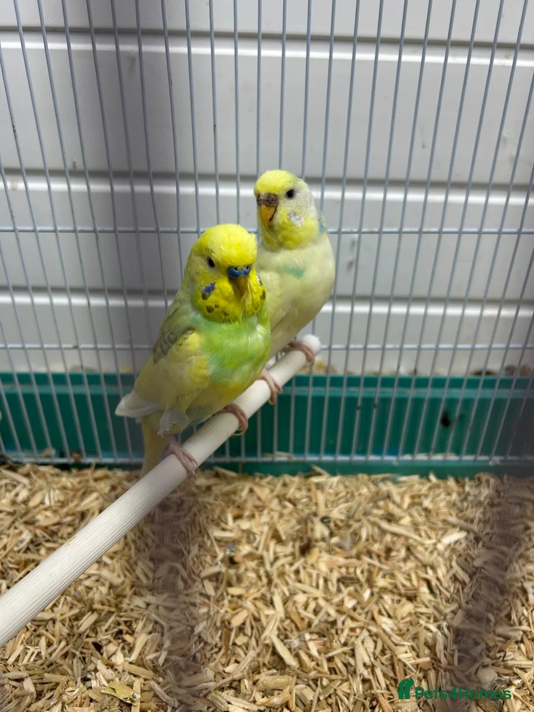 Budgerigars birds for sale: Male and female budgie  - Advert 2