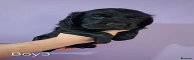 Cocker Spaniel 3
