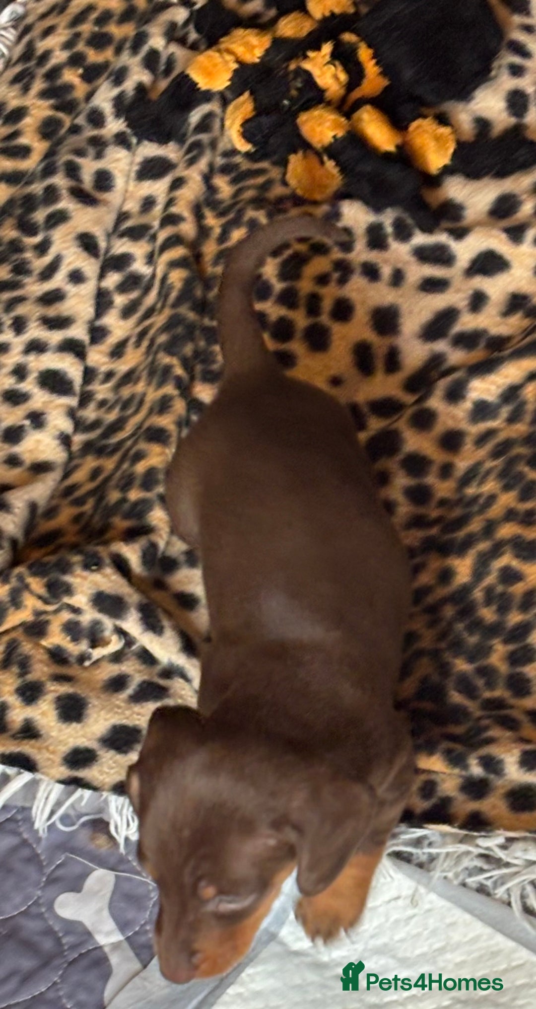 Miniature Dachshund dogs for sale: Miniature dachshund smooth hair pups  - Image 36