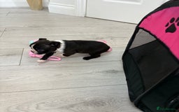 Boston Terrier dogs for sale:  🩷OUR LAST GORGEOUS K.C. BOSTON TERRIER PUPPIES - Image 29
