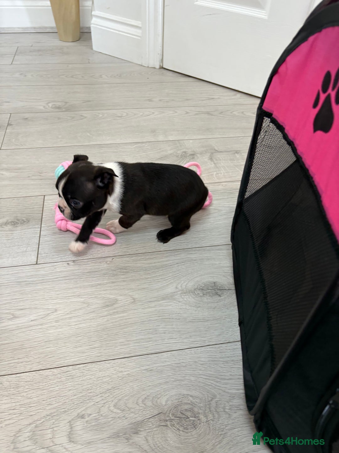 Boston Terrier dogs for sale:  🩷OUR LAST GORGEOUS K.C. BOSTON TERRIER PUPPIES - Image 29