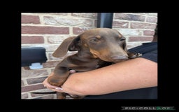 Miniature Dachshund dogs for sale: ONE MALE LEFT CHOC&TAN AVAILABLE READY TO LEAVE in Thetford - Image 13