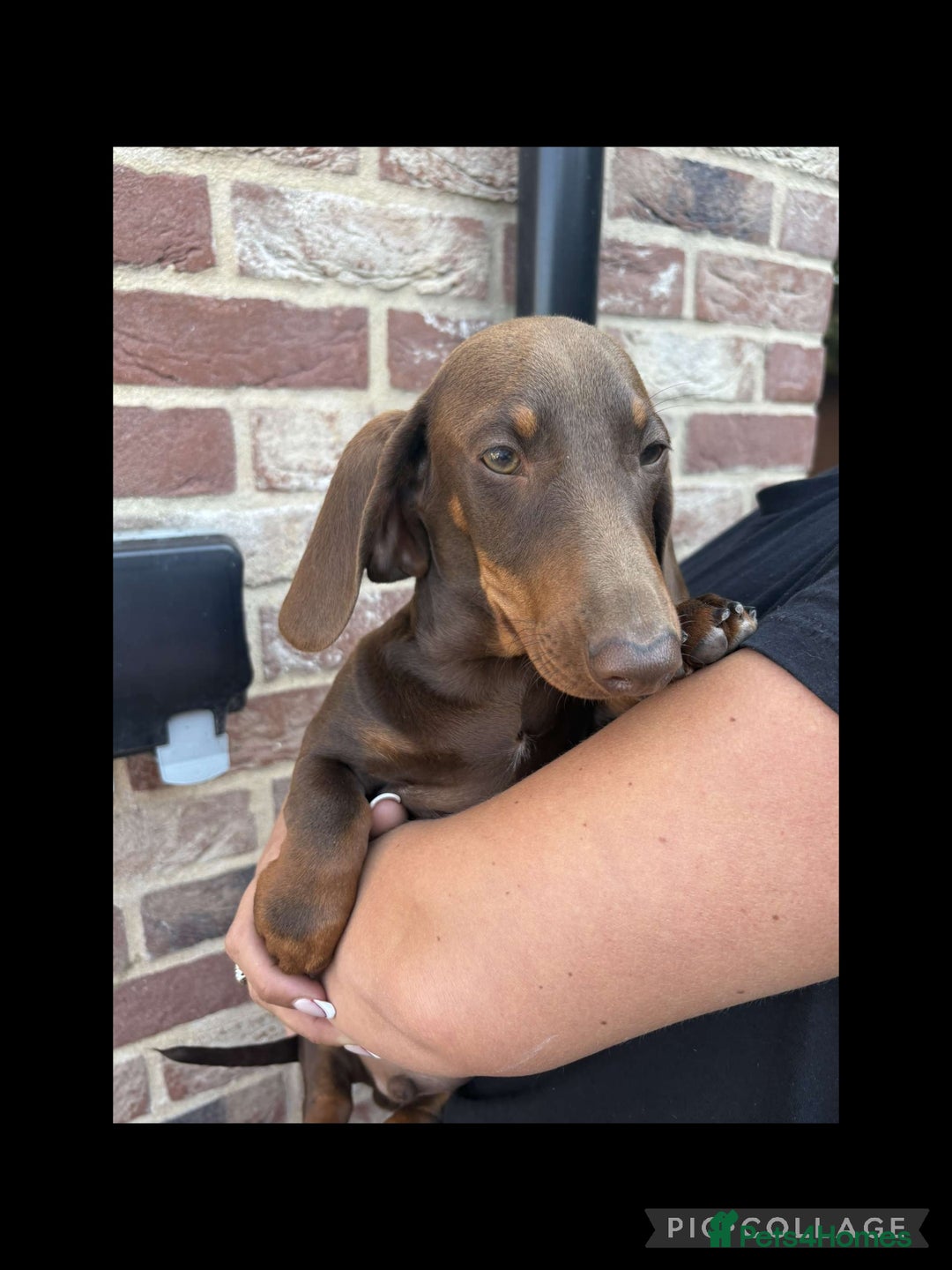 Miniature Dachshund dogs for sale: ONE MALE LEFT CHOC&TAN AVAILABLE READY TO LEAVE in Thetford - Image 13