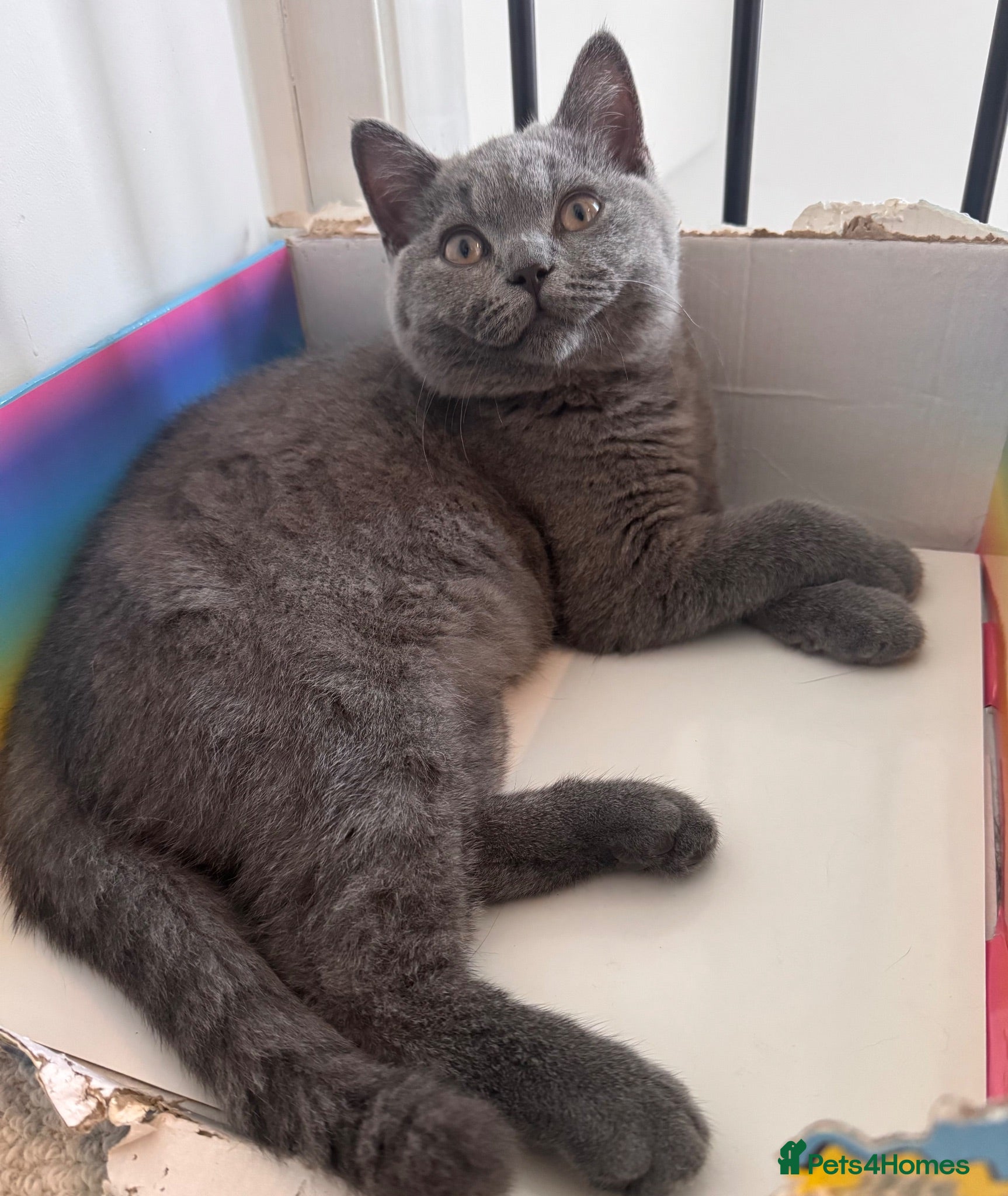 British Shorthair cats Ready Blue BOY British Shorthair kitten GCCF - Advert 2