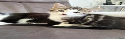 Mixed Breed cats for sale: 5 gorgeous kittens ready for new home - Advert 5