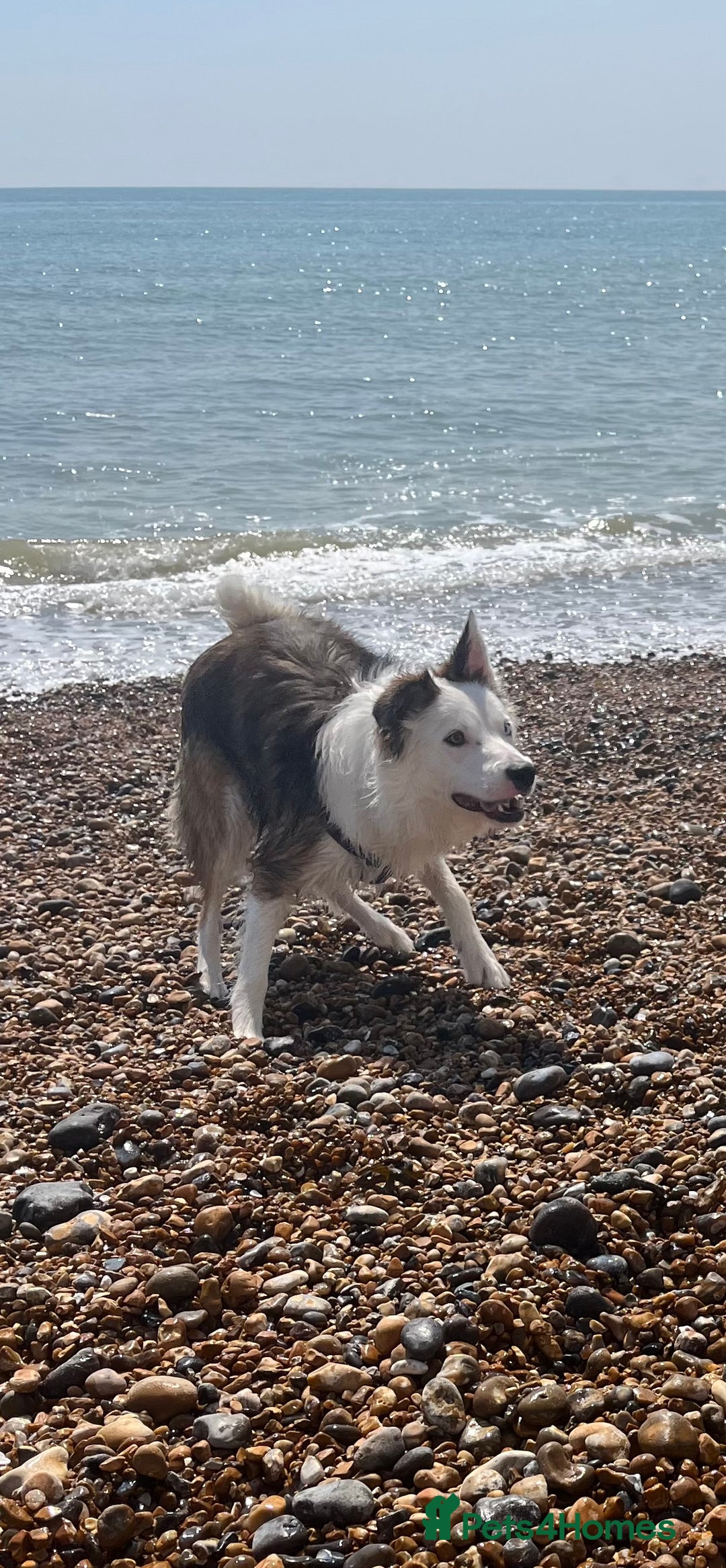 Border Collie dogs for stud: Gorgeous sable border collie for stud - Advert 3