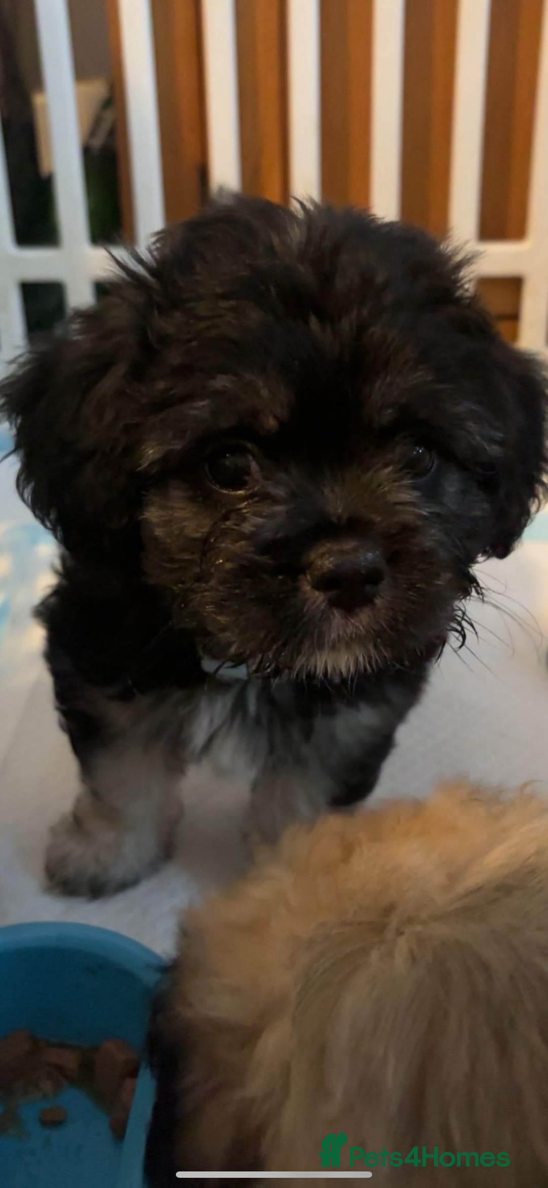 Mixed Breed dogs for sale: Beautiful Froodle pups dad pink carrier - Image 2