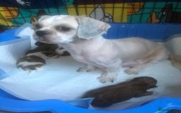 Shih Tzu dogs for sale: Angel’s Shih zhus  - Image 17