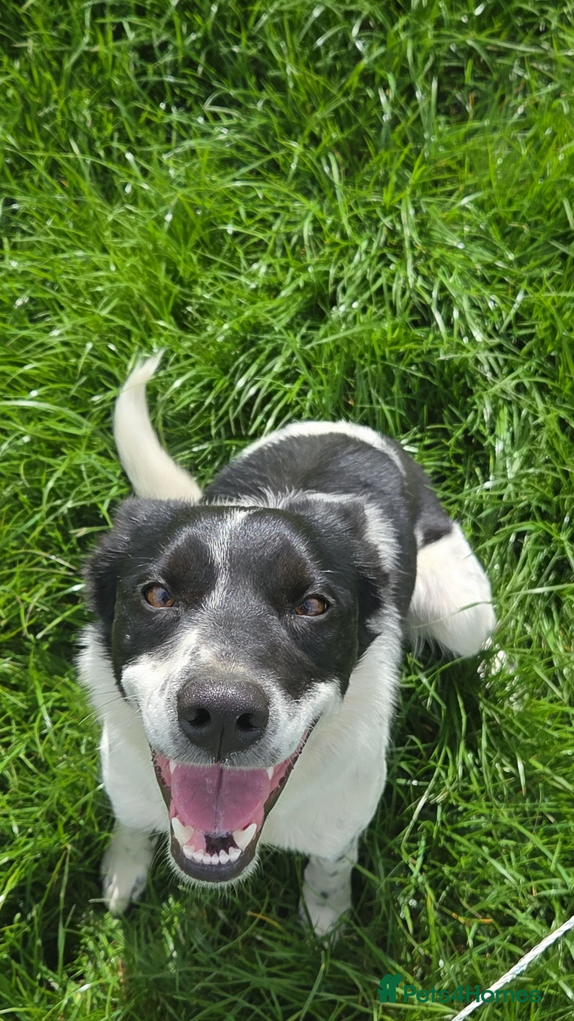 Border Collie dogs for sale: 1yo border collie bitch in Market Harborough - Advert 2