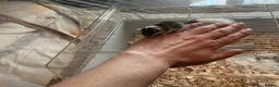 Mouse rodents for sale: Pied dormice ; grass striped mice  - Advert 11