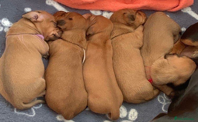 Miniature Dachshund dogs - Advert 1