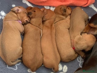 Miniature Dachshund dogs - Advert 4