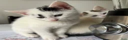 Mixed Breed cats for sale: 6 Lovely kittens for sale  - Advert 29