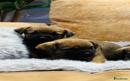 Border Terrier dogs for sale: KC REGISTERED BORDER TERRIER PUPS - Image 2