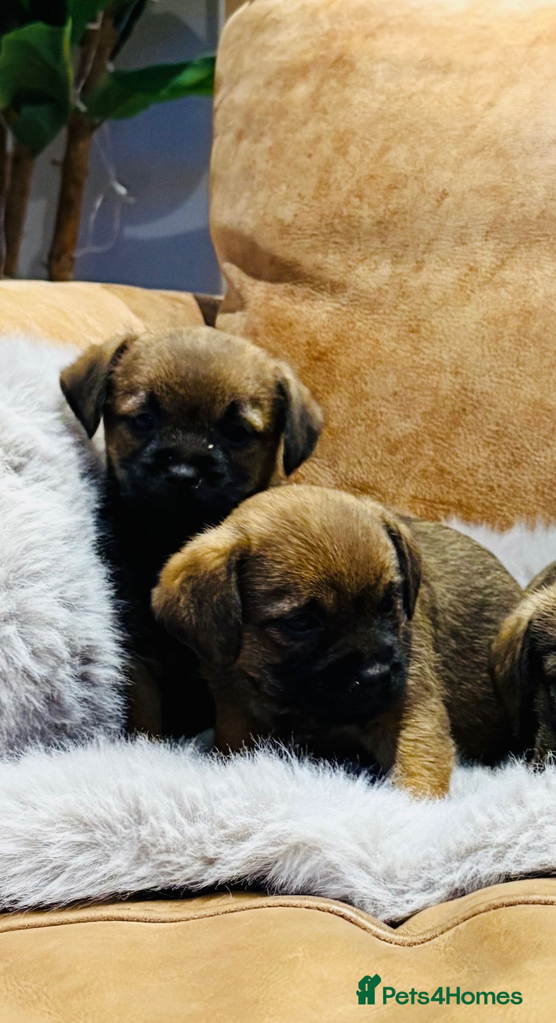Border Terrier dogs for sale: KC REGISTERED BORDER TERRIER PUPS - Image 2