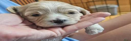 Mixed Breed dogs for sale: 4 beautiful pups for sale in Chorley - Advert 4