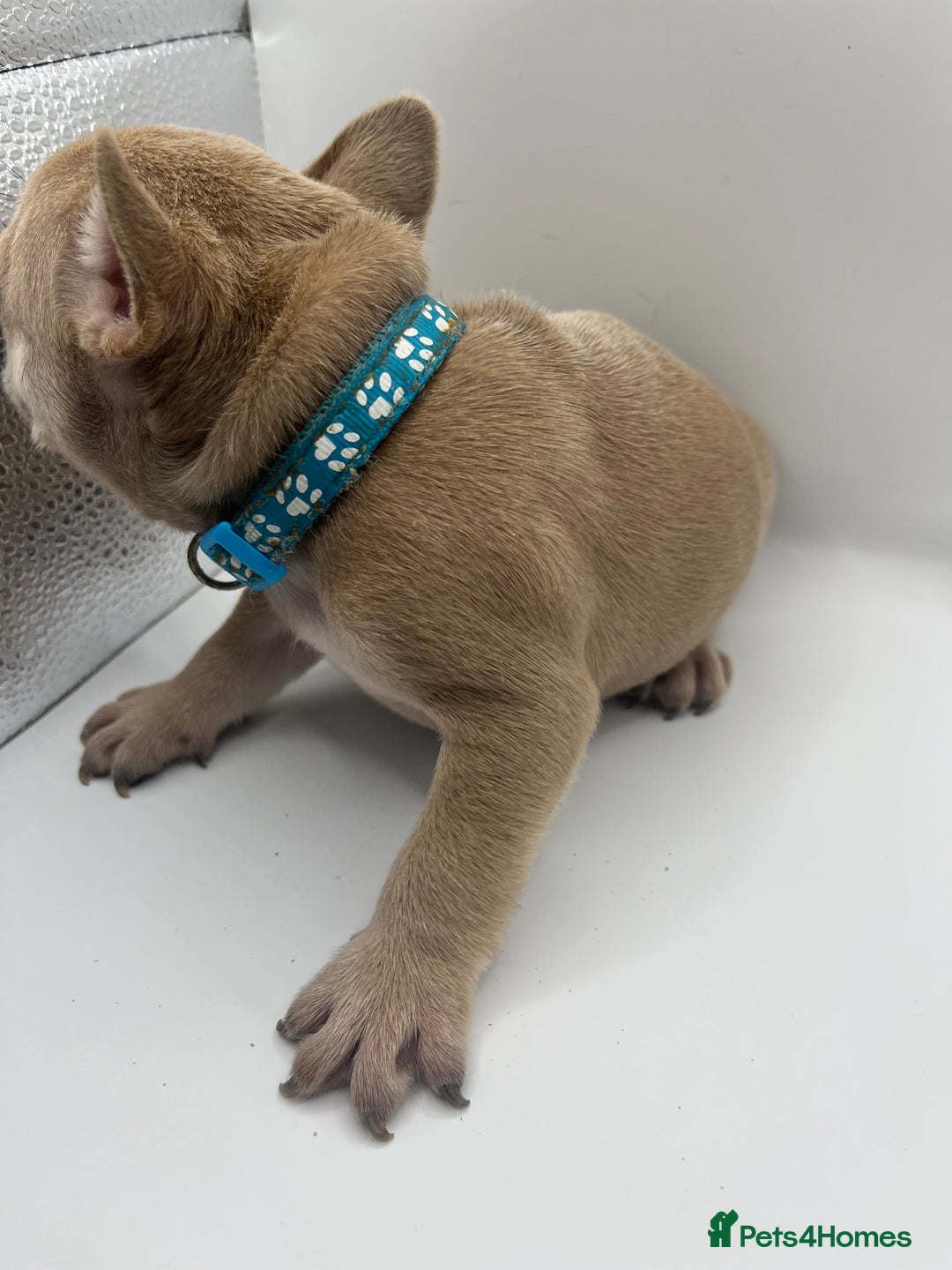 French Bulldog dogs for sale: French bulldog puppies - Advert 8