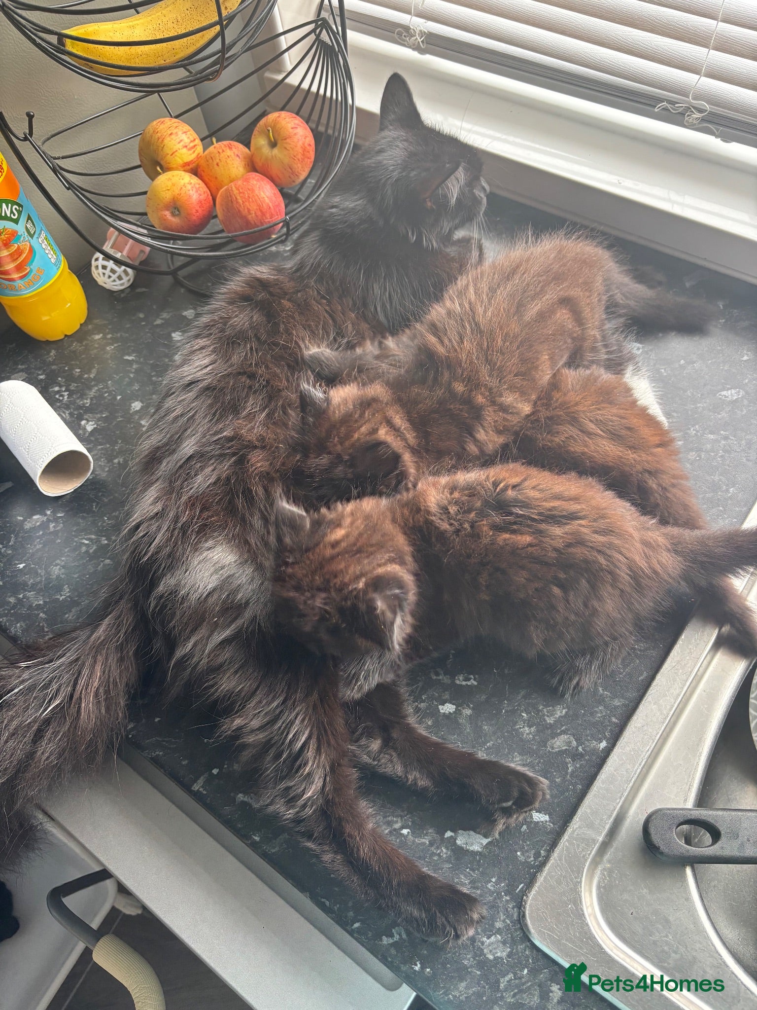Mixed Breed cats Bombay/Mainecoon Kittens  - Advert 2