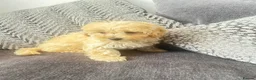 Maltipoo dogs for sale: MALTIPOOS!!! - Advert 3