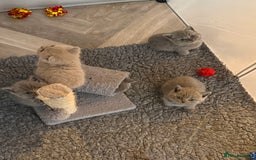 British Shorthair cats for sale: British Shorthair Kittens - Image 8