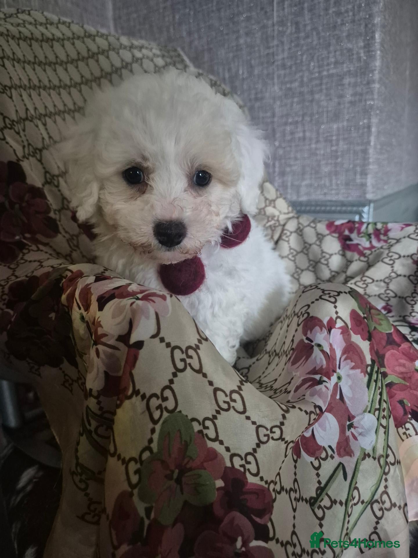 Maltipoo dogs for sale: Gorgeous Toy Maltipoo pup DNA Health tested CLEAR - Advert 20