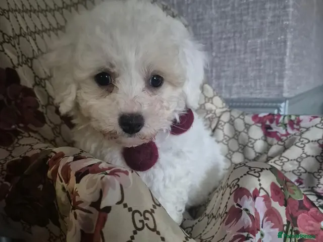Maltipoo dogs for sale: Gorgeous Toy Maltipoo pup DNA Health tested CLEAR - Advert 12