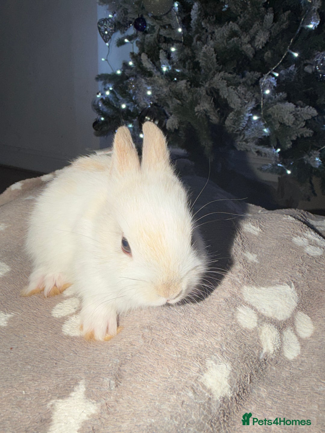 Netherland Dwarf rabbits for sale: 7 netherland dwarf baby bunnies  - Advert 3