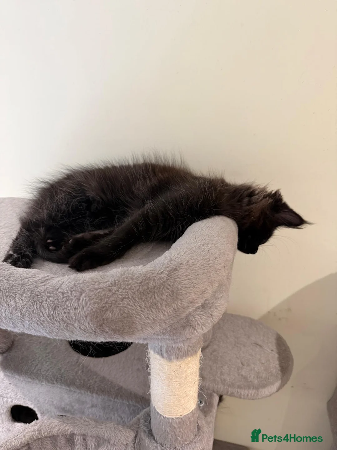 Maine Coon cats for sale: Black Smoke Maine Coon Female Kitten – Ready Now - Advert 9