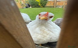Chickens poultry for sale: Pekin bantam pair  - Image 2