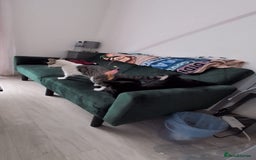 Domestic Shorthair cats for sale: 3 boys, 1 girl kittens  - Image 27