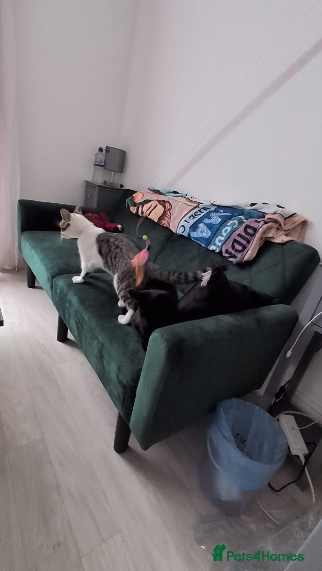 Domestic Shorthair cats for sale: 3 boys, 1 girl kittens  - Image 27
