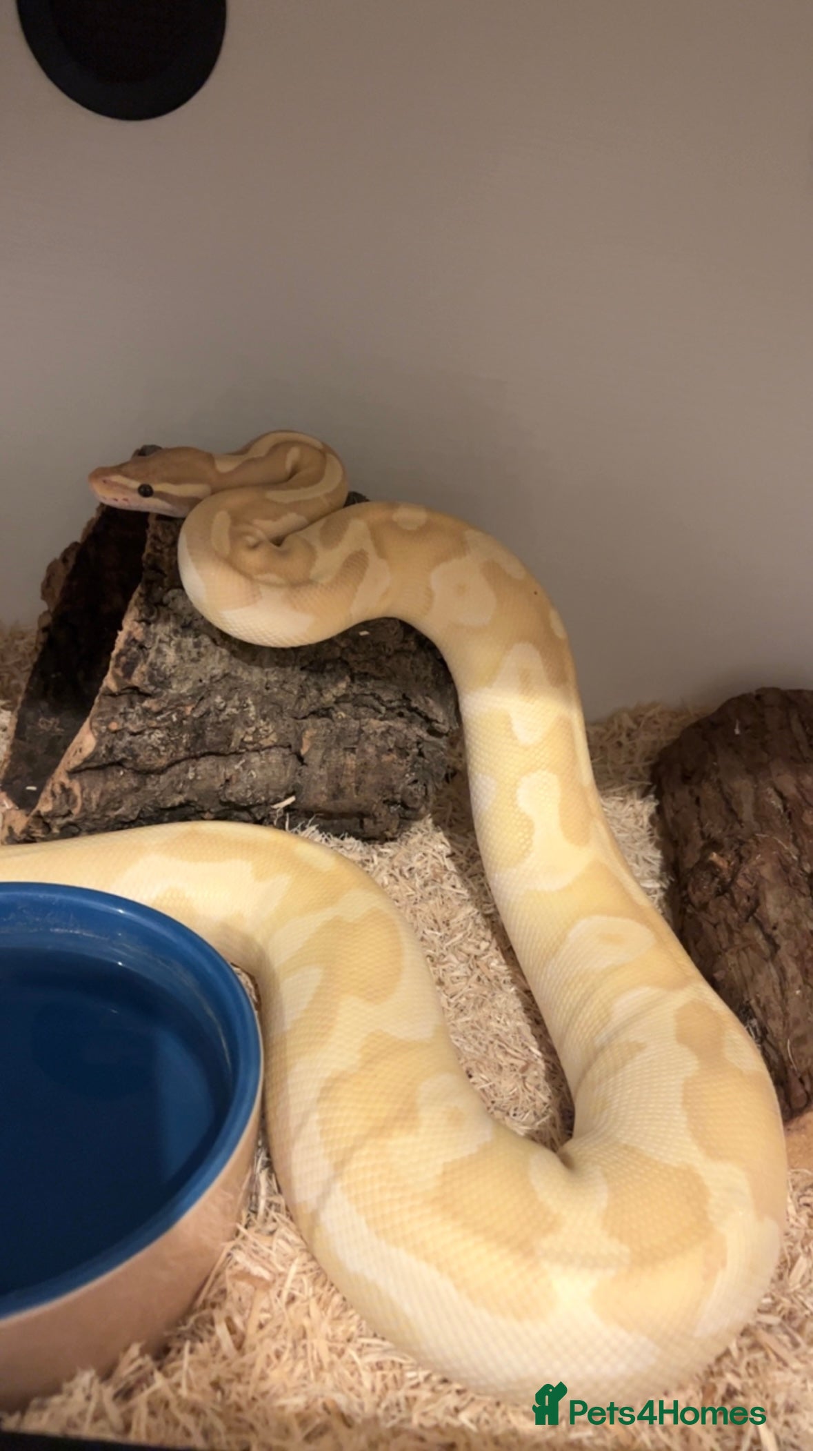 Python Snake reptiles 2 Female ball pythons & setups (optional) - Advert 1