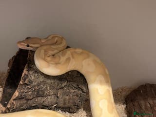 Python Snake reptiles 2 Female ball pythons & setups (optional) - Advert 3