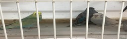 Budgerigars birds for sale: New baby budgies and new cages  - Advert 1