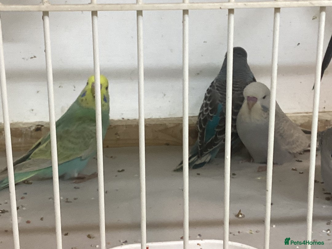 Budgerigars birds for sale: New baby budgies and new cages  - Advert 1