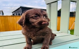Labradoodle dogs for sale: Chocolate Merle Labradoodle Babies 🐾🐾🐾 - Advert 17