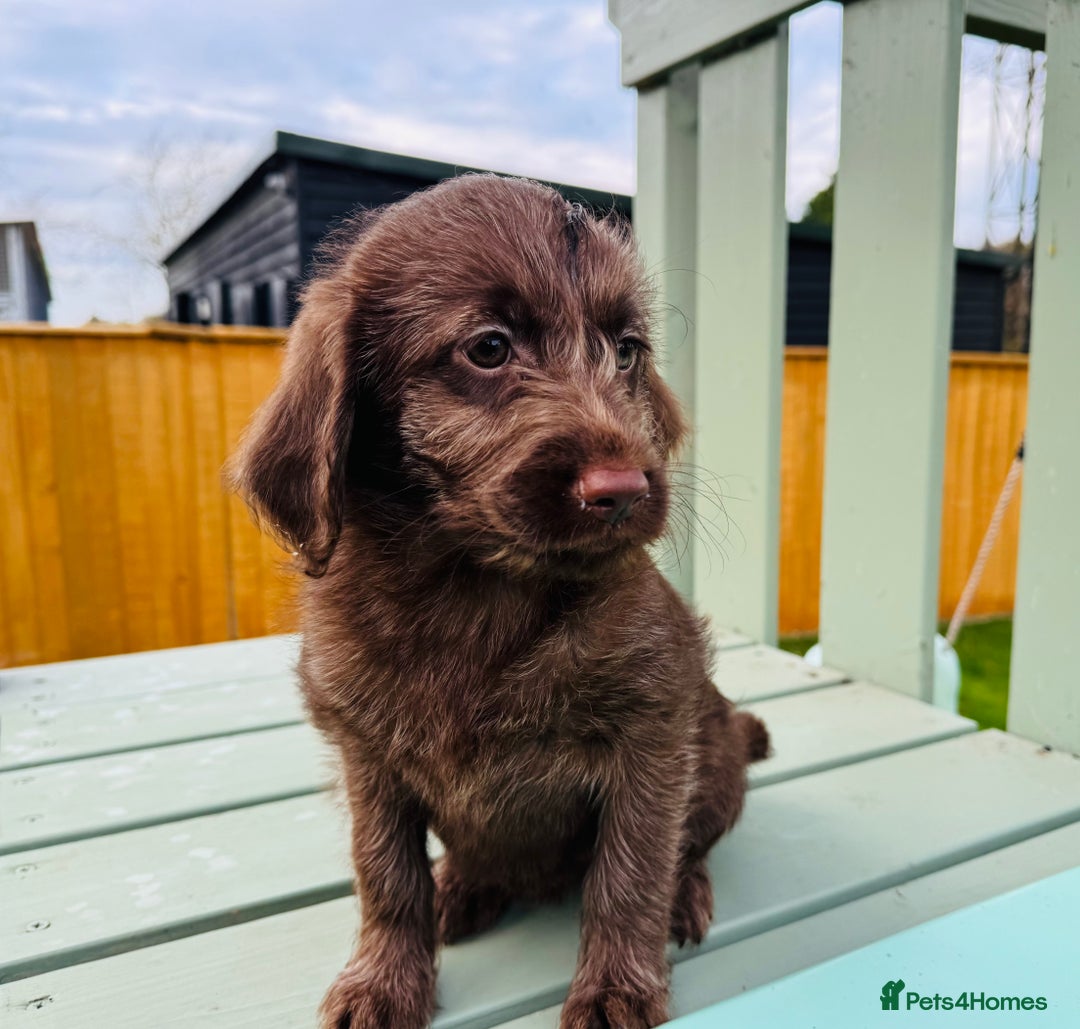 Labradoodle dogs for sale: Chocolate Merle Labradoodle Babies 🐾🐾🐾 - Advert 17